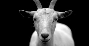 Quesos de leche de cabra - Quesos Remo´s